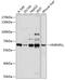 Heterogeneous Nuclear Ribonucleoprotein L Like antibody, GTX66056, GeneTex, Western Blot image 