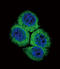 Apurinic/Apyrimidinic Endodeoxyribonuclease 1 antibody, LS-C97345, Lifespan Biosciences, Immunofluorescence image 