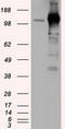 Transforming Acidic Coiled-Coil Containing Protein 3 antibody, TA501261S, Origene, Western Blot image 