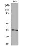 Cyclin Dependent Kinase 1 antibody, orb159474, Biorbyt, Western Blot image 
