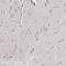 GRB2 Related Adaptor Protein 2 antibody, HPA005788, Atlas Antibodies, Immunohistochemistry paraffin image 