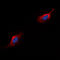 Complement C5a Receptor 1 antibody, abx133168, Abbexa, Western Blot image 