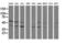 Mitogen-Activated Protein Kinase 13 antibody, LS-C174517, Lifespan Biosciences, Western Blot image 