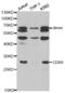 CD69 Molecule antibody, abx001662, Abbexa, Western Blot image 