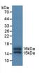 FKBP Prolyl Isomerase 1A antibody, LS-C292429, Lifespan Biosciences, Western Blot image 