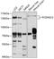 Protocadherin Gamma Subfamily C, 3 antibody, 13-521, ProSci, Western Blot image 