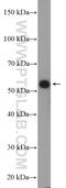 Glutamate Rich WD Repeat Containing 1 antibody, 10354-1-AP, Proteintech Group, Western Blot image 