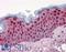 Stratifin antibody, LS-B4334, Lifespan Biosciences, Immunohistochemistry frozen image 