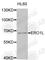 Endoplasmic Reticulum Oxidoreductase 1 Alpha antibody, A7800, ABclonal Technology, Western Blot image 
