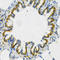 Adenylate Kinase 1 antibody, A01645-1, Boster Biological Technology, Immunohistochemistry frozen image 