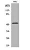 G3BP Stress Granule Assembly Factor 2 antibody, orb161092, Biorbyt, Western Blot image 