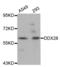 DEAD-Box Helicase 28 antibody, abx004603, Abbexa, Western Blot image 