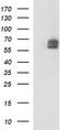 Mucosal Vascular Addressin Cell Adhesion Molecule 1 antibody, LS-C797770, Lifespan Biosciences, Western Blot image 