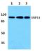 Ubiquitin Specific Peptidase 11 antibody, PA5-75579, Invitrogen Antibodies, Western Blot image 