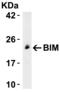 BCL2 Like 11 antibody, 2065, ProSci, Western Blot image 