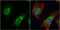 Dishevelled Segment Polarity Protein 3 antibody, GTX102509, GeneTex, Immunofluorescence image 