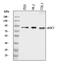 Amine Oxidase Copper Containing 1 antibody, PB10040, Boster Biological Technology, Western Blot image 