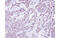 Glucosidase II Alpha Subunit antibody, MBS835785, MyBioSource, Immunohistochemistry frozen image 