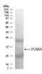 BCL2 Binding Component 3 antibody, TA336662, Origene, Western Blot image 