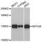 Regulatory Associated Protein Of MTOR Complex 1 antibody, A8300, ABclonal Technology, Western Blot image 