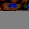 Family With Sequence Similarity 160 Member A1 antibody, HPA046348, Atlas Antibodies, Immunofluorescence image 