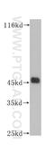 CD1a Molecule antibody, 60173-1-Ig, Proteintech Group, Western Blot image 