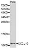 C-X-C Motif Chemokine Ligand 10 antibody, LS-C335160, Lifespan Biosciences, Western Blot image 
