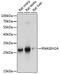 Ribonuclease H2 Subunit A antibody, A15132, ABclonal Technology, Western Blot image 