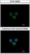 RCC1 And BTB Domain Containing Protein 1 antibody, GTX116302, GeneTex, Immunofluorescence image 