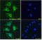 Asporin antibody, 42-732, ProSci, Enzyme Linked Immunosorbent Assay image 