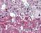 Neurotrophic Receptor Tyrosine Kinase 1 antibody, 49-912, ProSci, Immunohistochemistry paraffin image 
