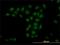 Tripartite Motif Containing 33 antibody, H00051592-M02, Novus Biologicals, Immunofluorescence image 