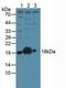 Stathmin 1 antibody, LS-C296509, Lifespan Biosciences, Western Blot image 