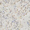 MutS Homolog 2 antibody, LS-C331272, Lifespan Biosciences, Immunohistochemistry frozen image 