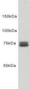 Transferrin antibody, GTX37474, GeneTex, Western Blot image 