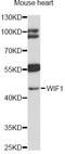 WNT Inhibitory Factor 1 antibody, LS-C748035, Lifespan Biosciences, Western Blot image 