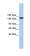 Chromodomain Y Like antibody, orb330575, Biorbyt, Western Blot image 