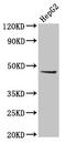 Epithelial Stromal Interaction 1 antibody, LS-C674534, Lifespan Biosciences, Western Blot image 