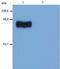 Sim antibody, MA1-19451, Invitrogen Antibodies, Western Blot image 