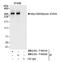 Myosin-XVIIIa antibody, NB100-79840, Novus Biologicals, Immunoprecipitation image 