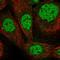 Zinc Finger Protein 180 antibody, HPA028980, Atlas Antibodies, Immunofluorescence image 