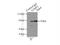 G3BP Stress Granule Assembly Factor 1 antibody, 13057-2-AP, Proteintech Group, Immunoprecipitation image 