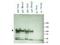 Heat Shock Protein 90 Alpha Family Class B Member 1 antibody, NBP1-77937, Novus Biologicals, Western Blot image 