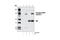 Dynamin 1 Like antibody, 4867S, Cell Signaling Technology, Immunoprecipitation image 