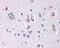 Delta Like Canonical Notch Ligand 1 antibody, 49-592, ProSci, Immunohistochemistry paraffin image 