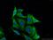Prolyl Endopeptidase antibody, 11536-1-AP, Proteintech Group, Immunofluorescence image 