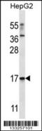 Tripartite Motif Containing 48 antibody, 56-972, ProSci, Western Blot image 