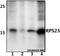 Ribosomal Protein S23 antibody, A07272-1, Boster Biological Technology, Western Blot image 
