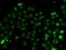 Brain Expressed X-Linked 3 antibody, orb373606, Biorbyt, Immunofluorescence image 