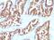 Isocitrate Dehydrogenase (NADP(+)) 1, Cytosolic antibody, NBP2-48302, Novus Biologicals, Immunohistochemistry paraffin image 